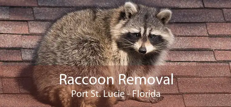 Raccoon Removal Port St. Lucie - Florida