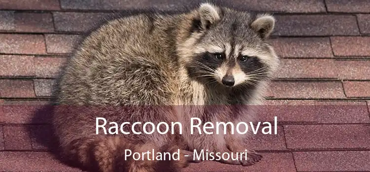 Raccoon Removal Portland - Missouri