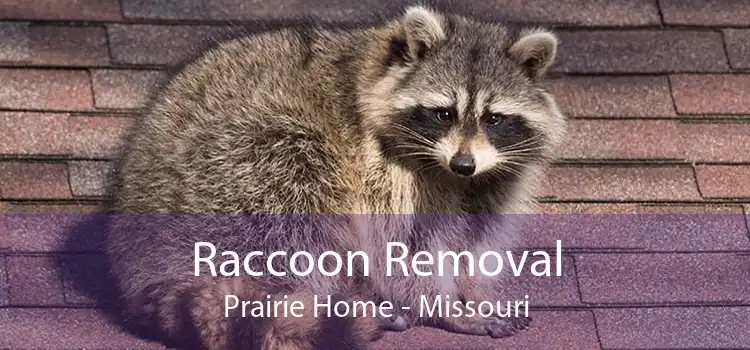 Raccoon Removal Prairie Home - Missouri
