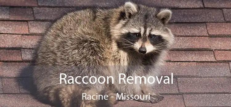 Raccoon Removal Racine - Missouri