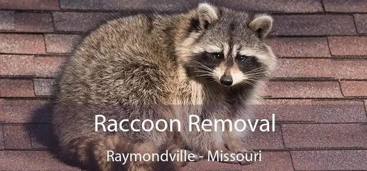 Raccoon Removal Raymondville - Missouri