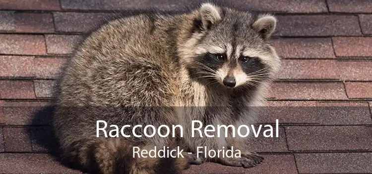 Raccoon Removal Reddick - Florida