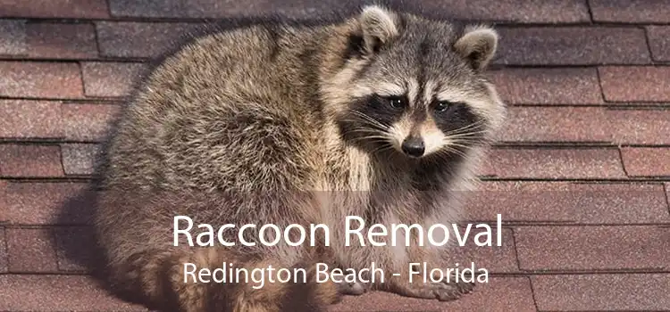Raccoon Removal Redington Beach - Florida