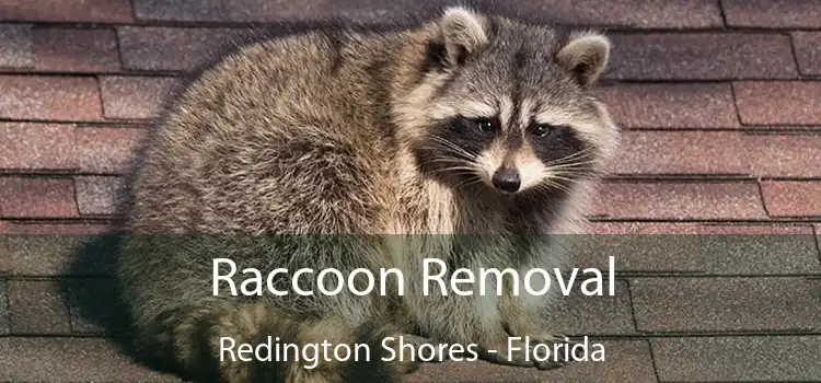 Raccoon Removal Redington Shores - Florida