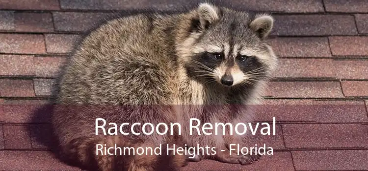 Raccoon Removal Richmond Heights - Florida