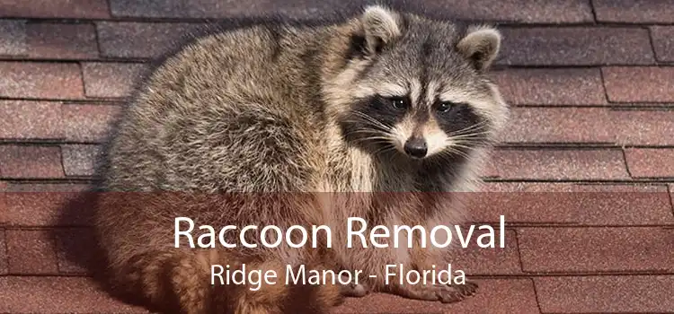 Raccoon Removal Ridge Manor - Florida