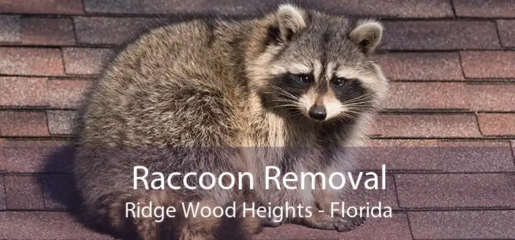 Raccoon Removal Ridge Wood Heights - Florida