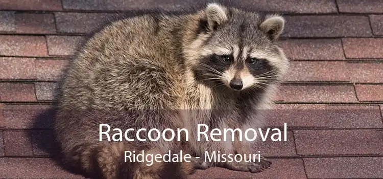 Raccoon Removal Ridgedale - Missouri