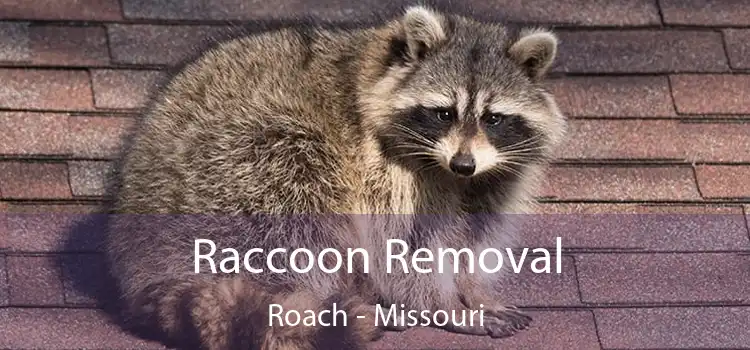 Raccoon Removal Roach - Missouri