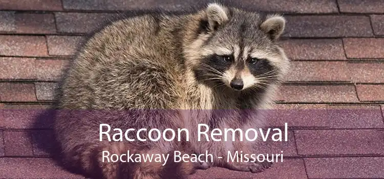 Raccoon Removal Rockaway Beach - Missouri