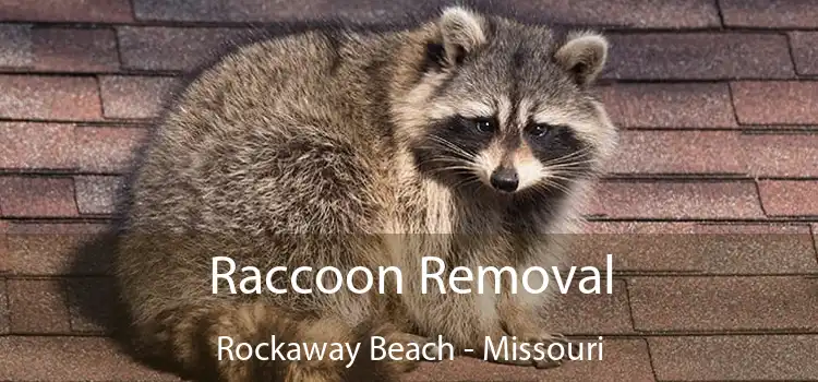 Raccoon Removal Rockaway Beach - Missouri