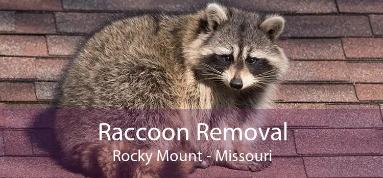 Raccoon Removal Rocky Mount - Missouri