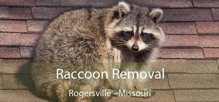 Raccoon Removal Rogersville - Missouri