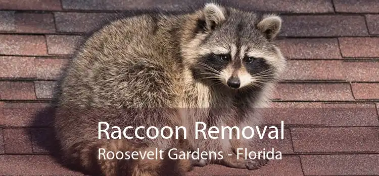 Raccoon Removal Roosevelt Gardens - Florida