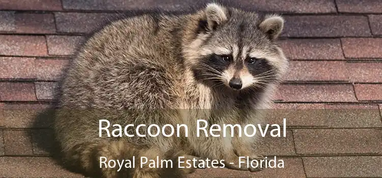 Raccoon Removal Royal Palm Estates - Florida