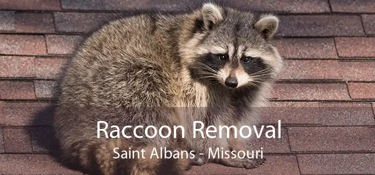 Raccoon Removal Saint Albans - Missouri