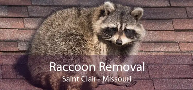 Raccoon Removal Saint Clair - Missouri