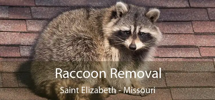 Raccoon Removal Saint Elizabeth - Missouri