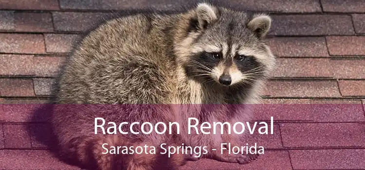 Raccoon Removal Sarasota Springs - Florida