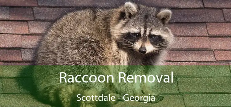 Raccoon Removal Scottdale - Georgia
