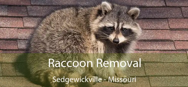 Raccoon Removal Sedgewickville - Missouri