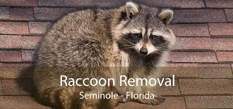 Raccoon Removal Seminole - Florida