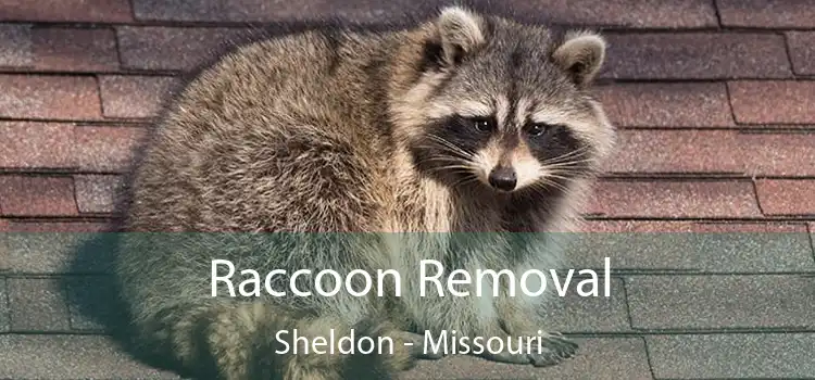 Raccoon Removal Sheldon - Missouri