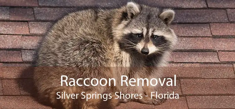 Raccoon Removal Silver Springs Shores - Florida