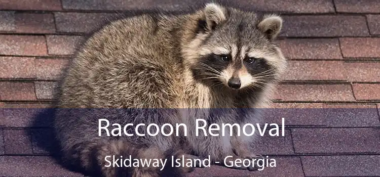 Raccoon Removal Skidaway Island - Georgia