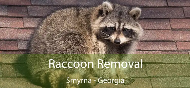 Raccoon Removal Smyrna - Georgia