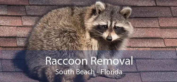 Raccoon Removal South Beach - Florida