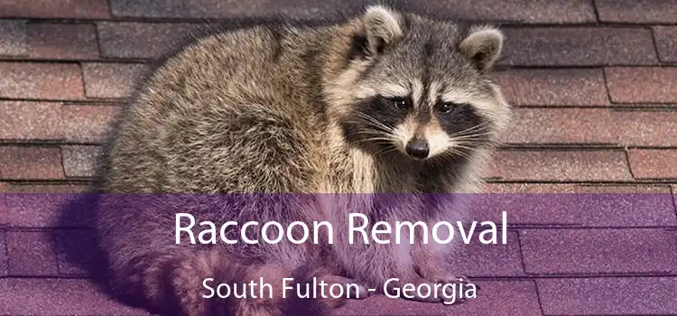 Raccoon Removal South Fulton - Georgia