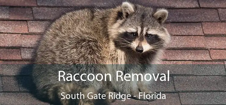 Raccoon Removal South Gate Ridge - Florida