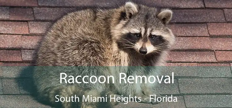 Raccoon Removal South Miami Heights - Florida