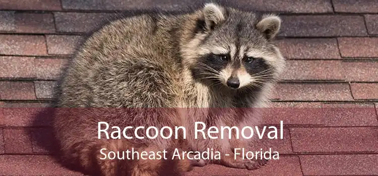 Raccoon Removal Southeast Arcadia - Florida