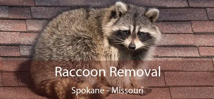 Raccoon Removal Spokane - Missouri