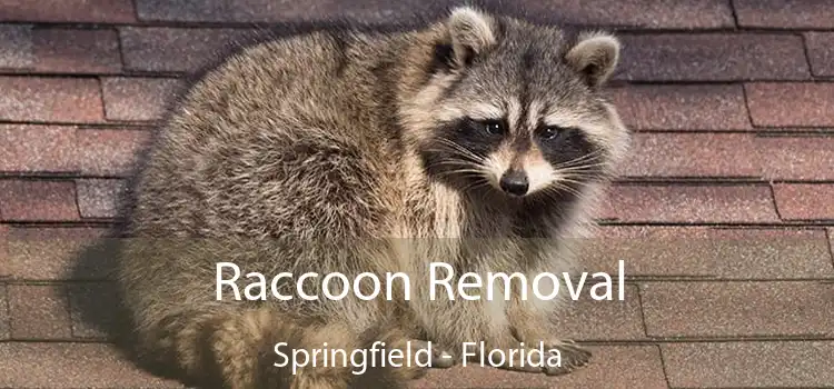 Raccoon Removal Springfield - Florida