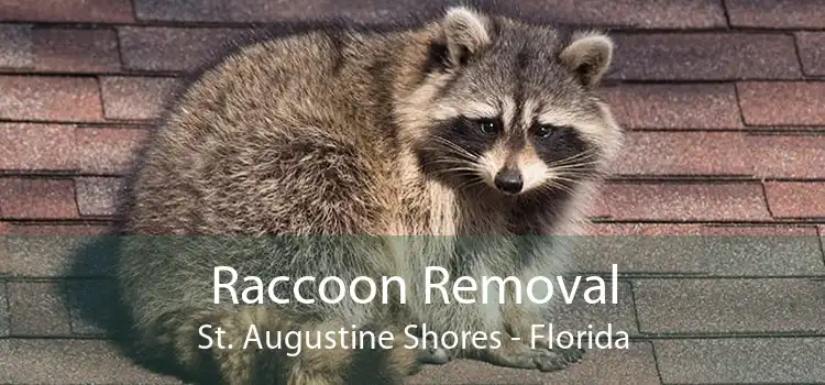 Raccoon Removal St. Augustine Shores - Florida