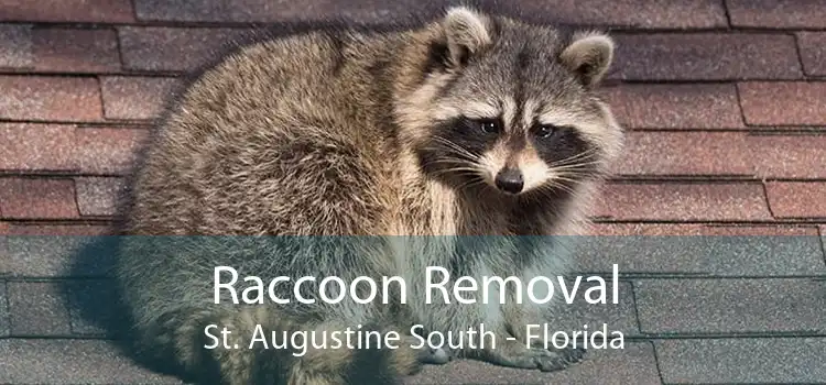 Raccoon Removal St. Augustine South - Florida