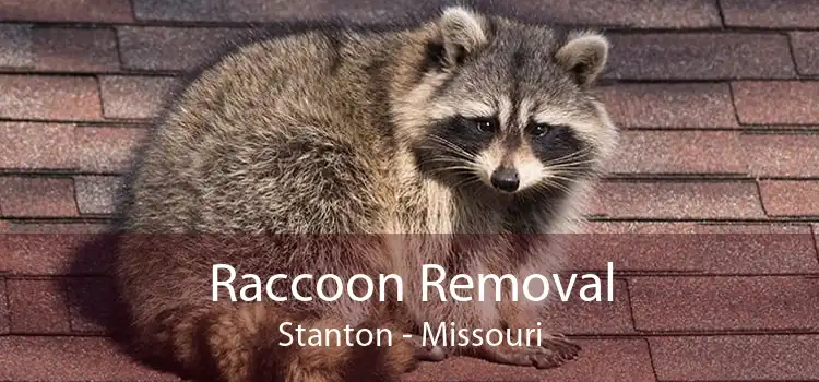 Raccoon Removal Stanton - Missouri