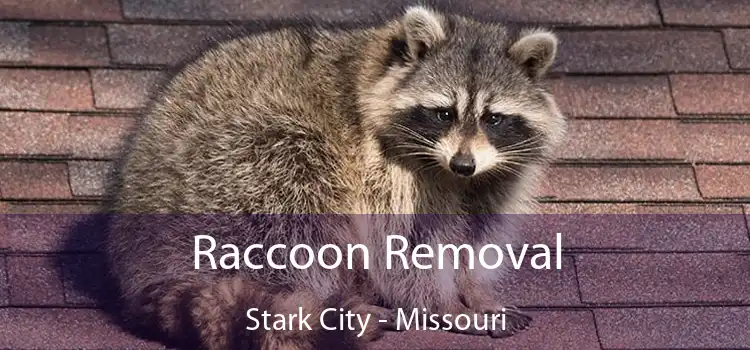 Raccoon Removal Stark City - Missouri