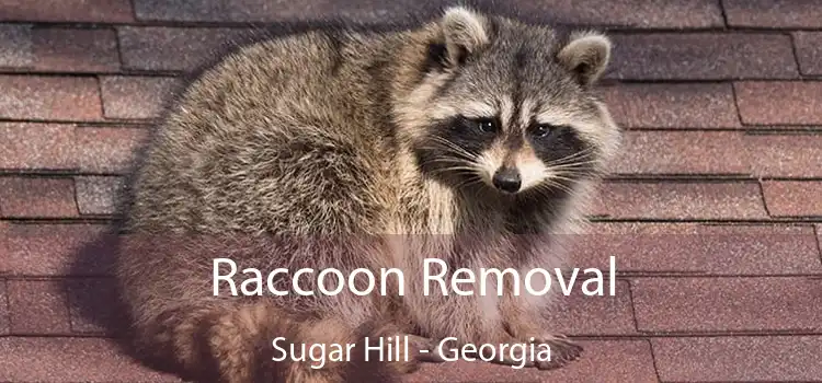 Raccoon Removal Sugar Hill - Georgia