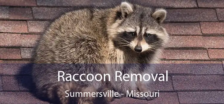 Raccoon Removal Summersville - Missouri