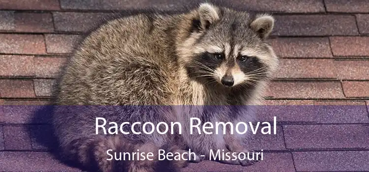 Raccoon Removal Sunrise Beach - Missouri