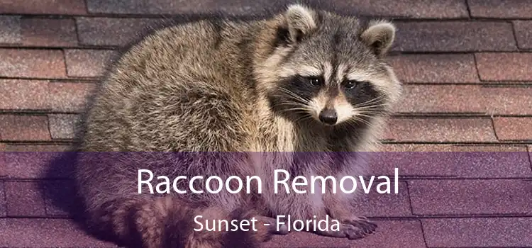 Raccoon Removal Sunset - Florida