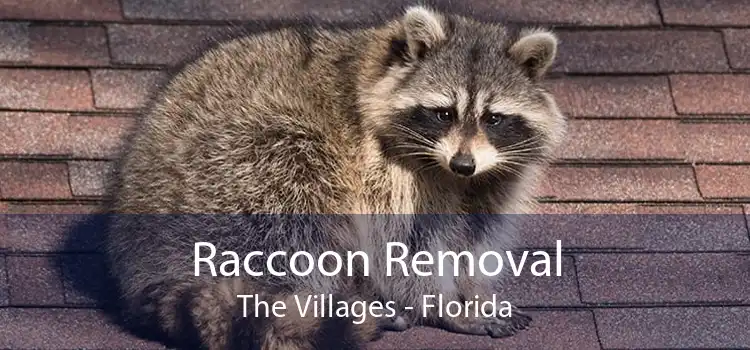 Raccoon Removal The Villages - Florida