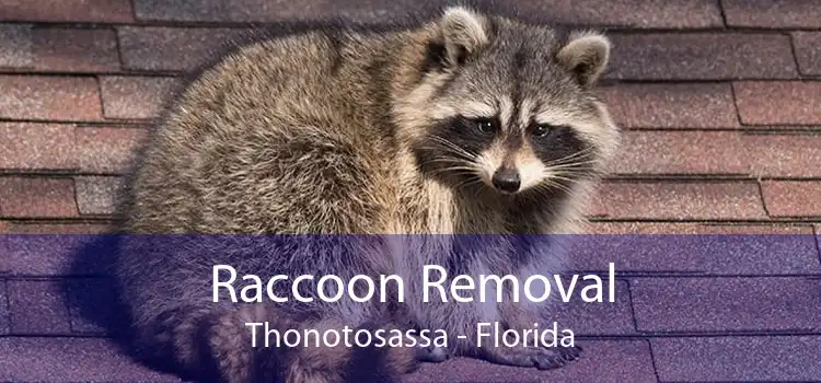Raccoon Removal Thonotosassa - Florida