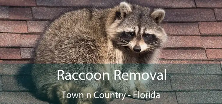 Raccoon Removal Town n Country - Florida