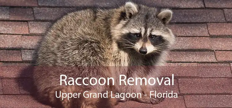 Raccoon Removal Upper Grand Lagoon - Florida