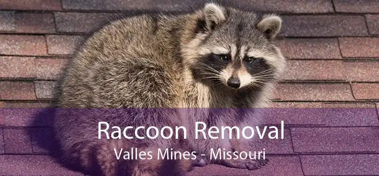 Raccoon Removal Valles Mines - Missouri